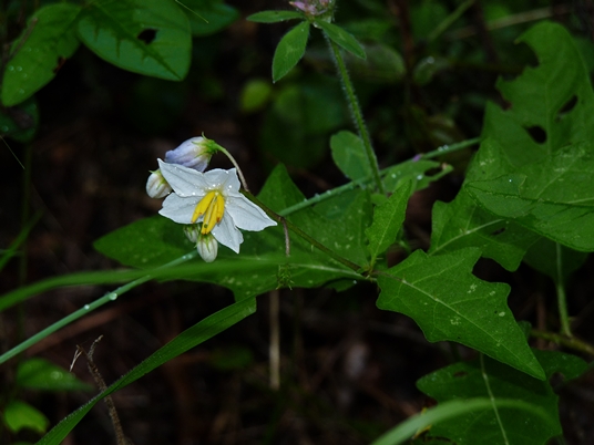 {Solanum carolinense}